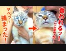 かわいさ余ってかわいさ100倍の猫をつい食べちゃいました…