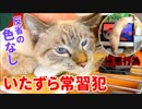 捕まった猫のふてぶてしい顔がかわいすぎてiMac壊されても許しました