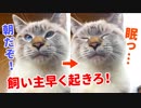 ゴロゴロ喉を鳴らして飼い主を起こすも、自分もまだ眠い猫がかわいすぎた