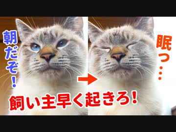 ゴロゴロ喉を鳴らして飼い主を起こすも、自分もまだ眠い猫がかわいすぎた