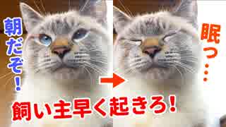 ゴロゴロ喉を鳴らして飼い主を起こすも、自分もまだ眠い猫がかわいすぎた
