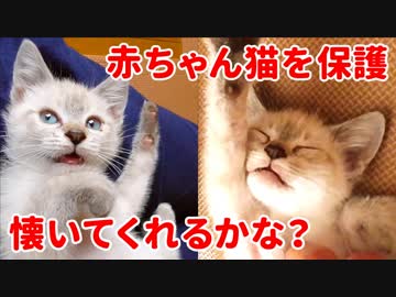 生後2ヶ月で保護した子猫がお腹を見せて懐いてくれる4週間の成長記録