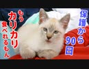 かわいすぎる子猫の2ヶ月間の成長をギュッとまとめました
