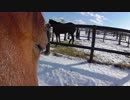 きょうのじょーじのにちじょう（Horse's eyes)　その２