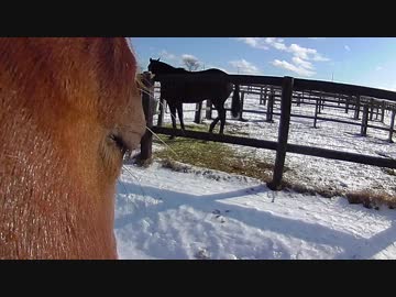 きょうのじょーじのにちじょう（Horse's eyes)　その２
