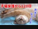 【子猫成長まとめ】小さい保護猫がワガママな甘えん坊に成長しました