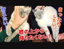 飼い主の膝の上で甘え、眠り、毛づくろいをする猫がかわいすぎる【作業用デュフィ】