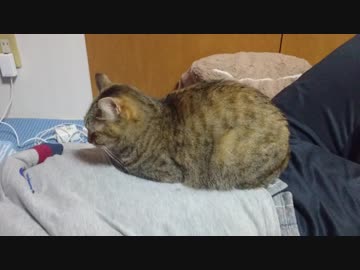 拾いねこ＠生後2396/2363日目　パパにょん2年連続インフル～＞＜