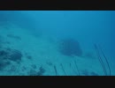 View Of An Octopus Underwater　菊地謙二郎
