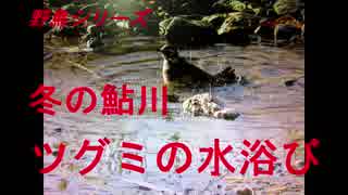 野鳥シリーズ　冬の鮎川　ツグミの水浴び