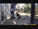 おねだりするレッサーパンダさん