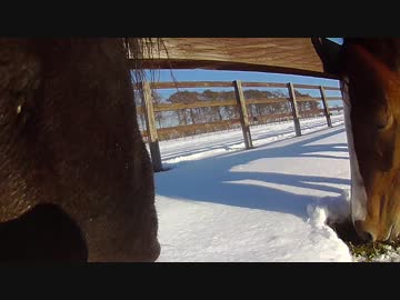 きょうのるふぃのにちじょう（Horse's eyes)