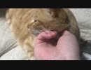 【ティーガー/フブキ】愛猫が顔を見合わせるだけ