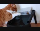 216円で猫の早食い防止＆ダイエットに成功