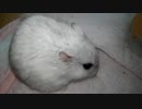 ハムスター飼いました。その60～1月だよ‼体重測定だよ‼～