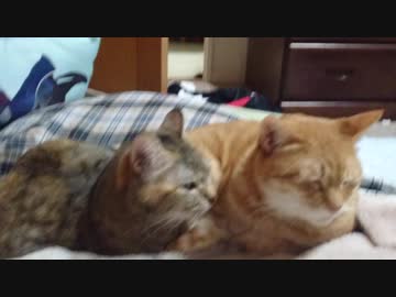 拾いねこ＠生後2397/2364日目　今年のインフルはつらたんです。
