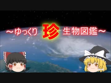 ～ゆっくり　珍　生物図鑑～　新・74回