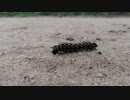 浅利晃_毛虫の移動