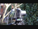 Curious Little Bird Looking at a Camera　森山哲治