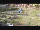 Cute Bird Taking a Bath　森山哲治