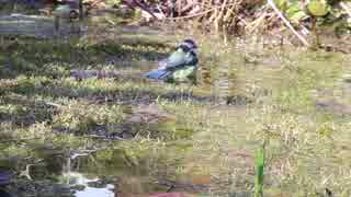 Cute Bird Taking a Bath　森山哲治