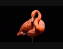 【我妻勇者】FLAMINGO+2Key【歌ってみた】