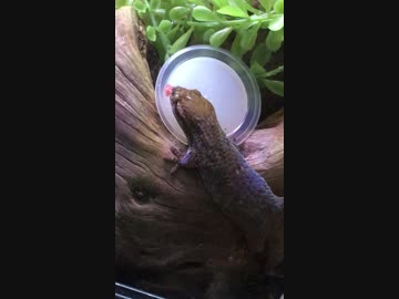 オオバクチヤモリがゼリーを舐めるだけ