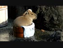 桶の中のセリナ　【埼玉県こども動物自然公園】