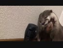 カワウソの鳴き声の録音中です＾＾これをちぃたんに聞かせたらどうなるのかな？