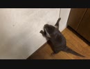 壁の中が気になるカワウソ