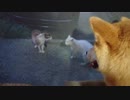 猫の喧嘩を見てしまい戸惑ってしまった柴犬