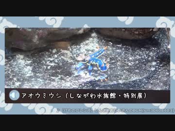 【ポケモンUSM】水族館パで波に乗れ！(9)【シンプルシンフォニー】
