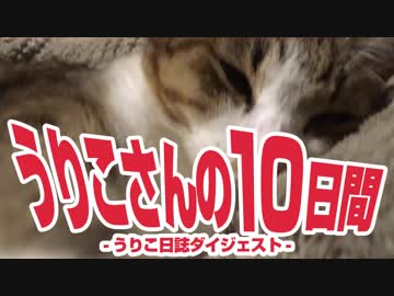 うりこさんの10日間 - 2019①