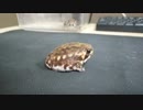 アメフクラガエル　俊敏な動き