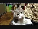 【生海月】なまくらじお【2019.1.31】