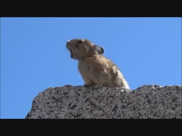 うんこちゃんと生物