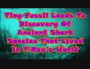 Tiny Fossil Leads To Discovery Of Ancient Shark Species That Lived In T-Rex’s World