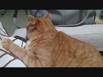 拾いねこ＠生後2398/2365日目　黄昏アコさん。