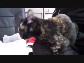 どや！ 今日もやってやりましたわ