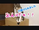 箱の中身を嗅ぎつけて穴をあけられました。