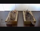 【モアクリ】 バリバリボックス