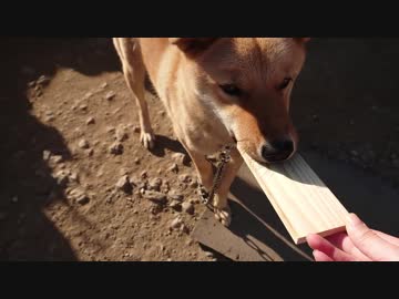 メイリオとカマボコ(板)