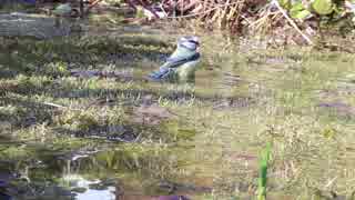 Cute Bird Taking a Bath  武井雅人