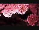 【東方アレンジ】永久の桜【原曲:死霊の夜桜】