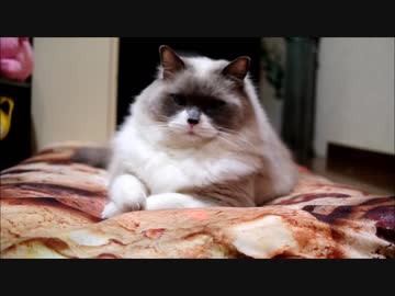 すばやいうごきはつかれるのにゃ