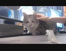 【ASMR?】猫と戯れる２