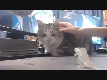 【ASMR?】猫と戯れる２
