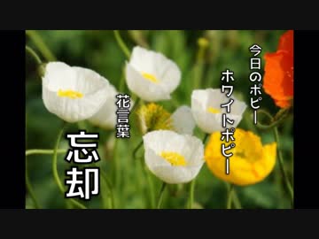 【スマブラSP】ゆっくりは強くなりたかった 1