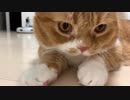 【マンチカンズ】甘えすぎな短足ねこティオパパ