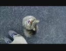 釣りをさせてくれない野良猫part９